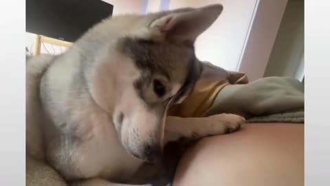 Cute dog movment capture in video part 6