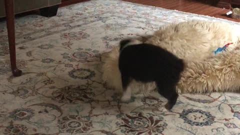 Aussie pup attacking sheep skin rug.