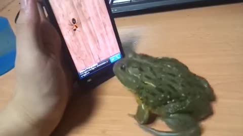 African Bull Frog Plays Ant Smasher Games