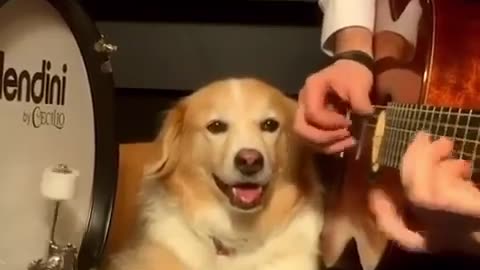 FUNNY DOG PLAYING DRUMS|FUNNY VIDEOS FROM ANIMAL BASE