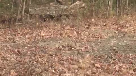 Man Masterfully Mimics the Sounds of a Buck Rattle