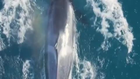 Orcas #Dolphins #PredatorPrey #MarineLife #OceanPredators #BBCEarth #UnderwaterHunt