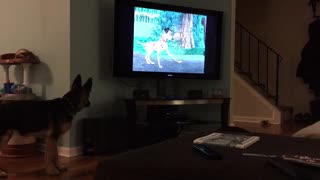 German Shepherd deeply engaged in movie