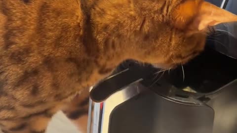 cat opens air fryer