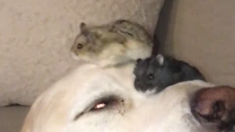 Patient Dog Performs Nose Tricks Juggling With Two Hamsters