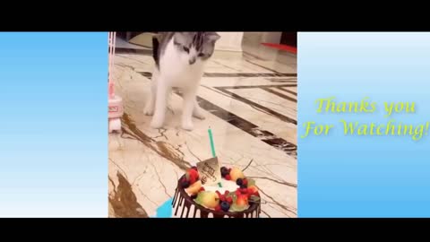 Funny and Cute Cat's Life 👯😺 Cats and Owners are the best friends Videos