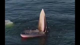 Whale fishing technique.