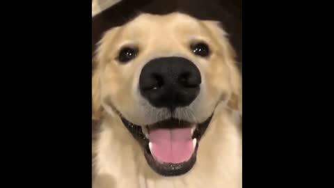 Happy dog gif video