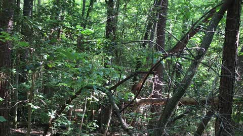 Uwharrie National Forest