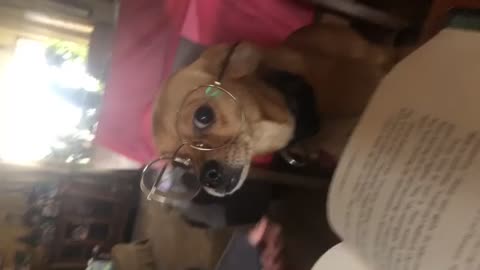 Educated puppy