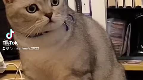 cats | pets | funny cats | funny videos | funny pets