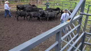 Day at the Cattle Round Up