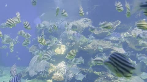 Stunning Underwater views inUnderwater World 8K ULTRA HD – Marine Life, Sea Animals and Coral Reef