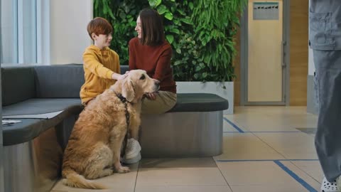 cute golden retriever dog waiting for veterinarian to have appointment
