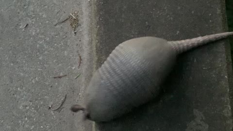 Armadillo Must Go Around Scared Human