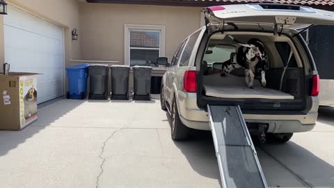Huge dog doesn't need ramp to jump into SUV #shorts