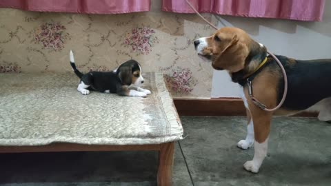 Deep conversation between father & daughter | Leo & Lilly |Leo The Beagle