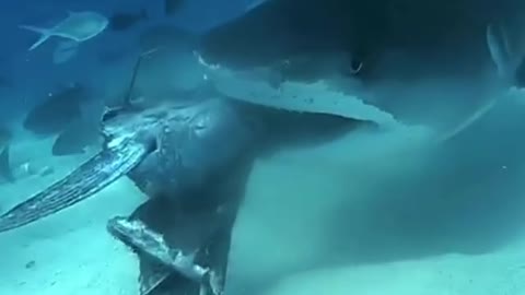 Shark eats fish head