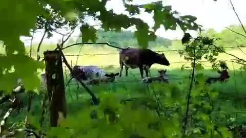 Cows in beautiful setting