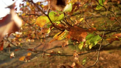 Tree in Autumn