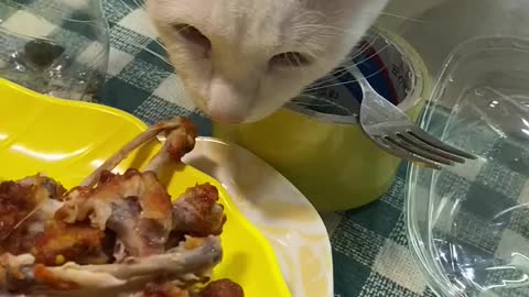 i'm hungry meow