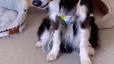 very funny dogs reactions