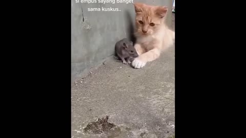 Funniest animal 🤣🤣🤣 must watch