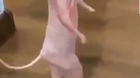 Cat with moves