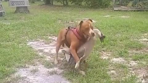 Massive pitbull funny fight with bird