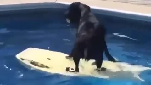 Doggo doesn't wanna get wet, so he figures out another way to get his ball.