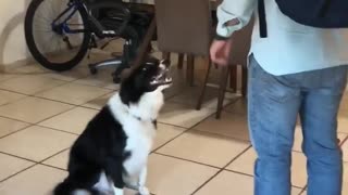 Dog can't contain excitement upon owner's return home
