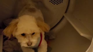 Tiny Papito the Morkie Jumps in the Dryer