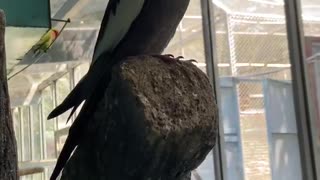 This parrot is very clever