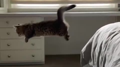 Funny Animals Fly)))))