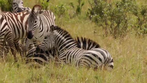 The quagga was a strikingly beautiful variant of the zebra