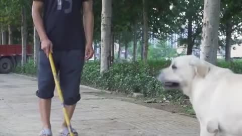 DOG SAVE BLIND MAN LIFE