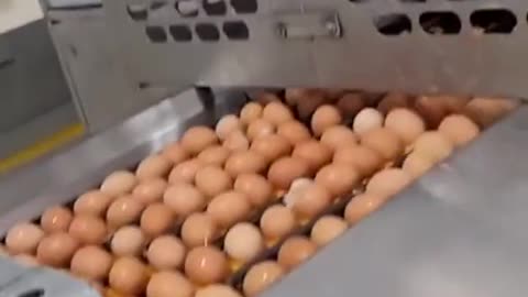 Egg washing machine