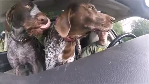 Dogs Flip Out In Car When They See They're Going To The Park