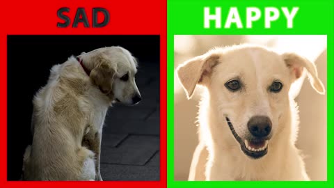 is your dog happy or sad?10 signs to know that