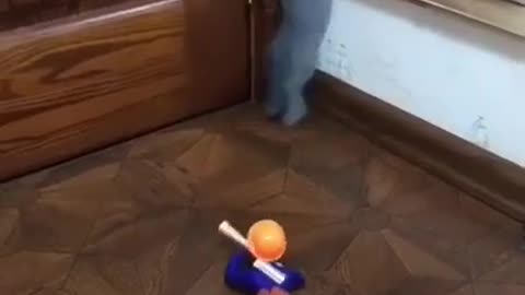 cat being sacred of toy