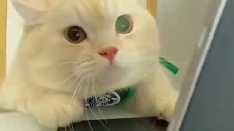 Aww cute adorable cat reaction🐈😻cute lovely kitten😍