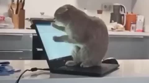 Funny kitty - work from home