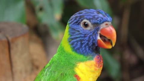 Beautiful Rainbow Lorry Parakeet