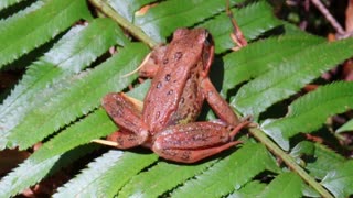 Northern Red-Legged Frog