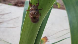 Florida Cicada Shell
