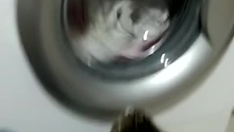 A cat washes clothes