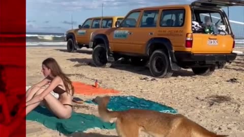 Dog Attacking on Beach Girl Very Dangerous Attack