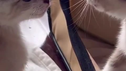 Feisty Feline Feud: Adorable Cat Argument Escalates!