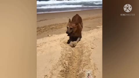 🐕 dog playing in the beach