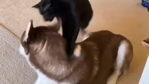 See what the cat is going to do?